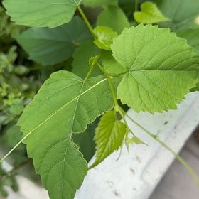 Photo of the plant species False Grape by @GuardianMayten named Walt on Greg, the plant care app