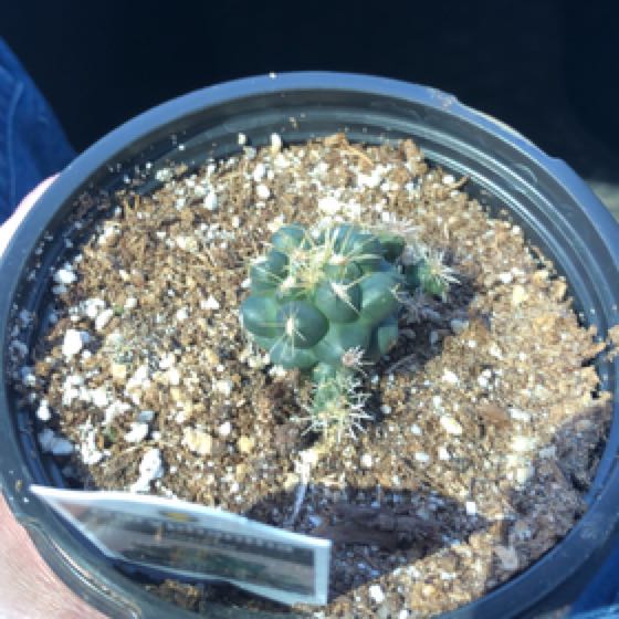 Photo of the plant species Coryphantha andreae by @HighestPinebush named Bodhi on Greg, the plant care app