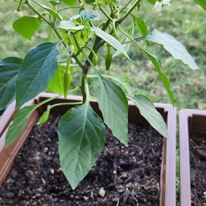 Hot Fajita Pepper A plant by HumaneFern on Greg