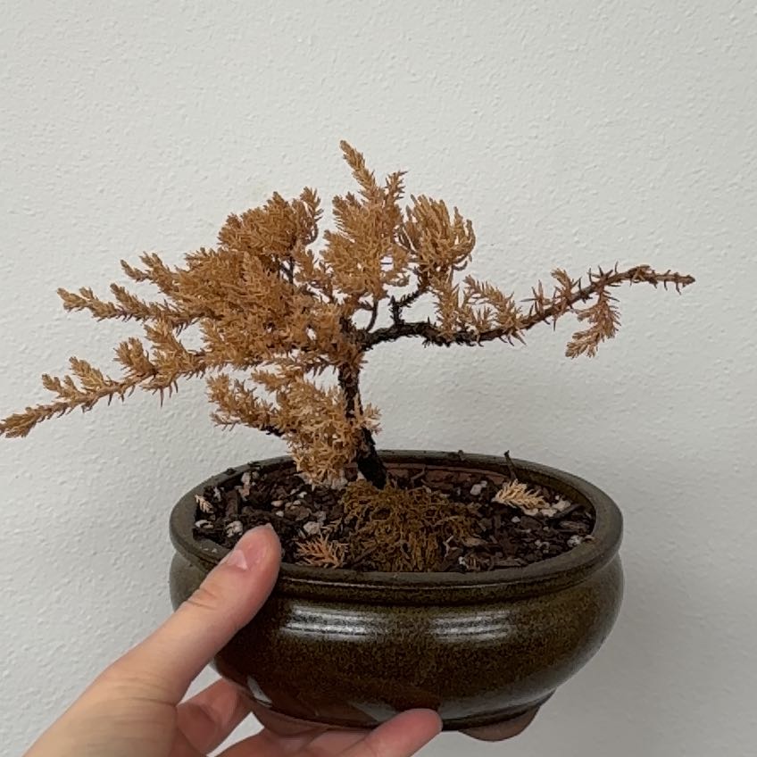 🍂 Why Are There Brown Spots on My Creeping Juniper Leaves?