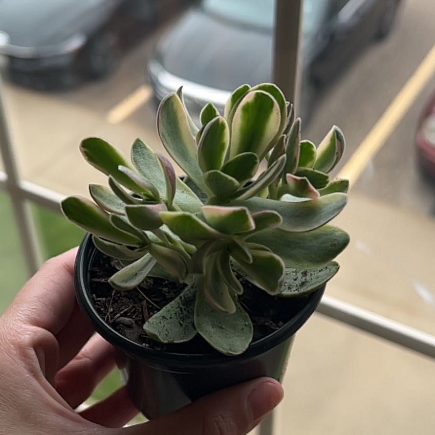 Photo of the plant species Crassula 'Money Maker' by @HoneyedVeilwort named Lebron on Greg, the plant care app