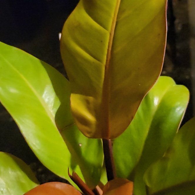 Photo of the plant species Philodendron variegated by @ObservantKale named V-Grateful on Greg, the plant care app