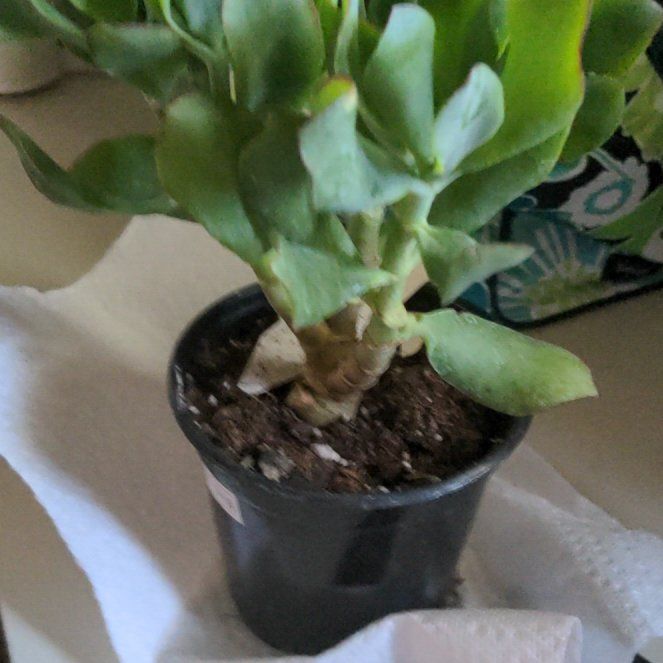 Photo of the plant species Crassula 'Curly Grey' by @BabyTreeivy named Sigmund on Greg, the plant care app