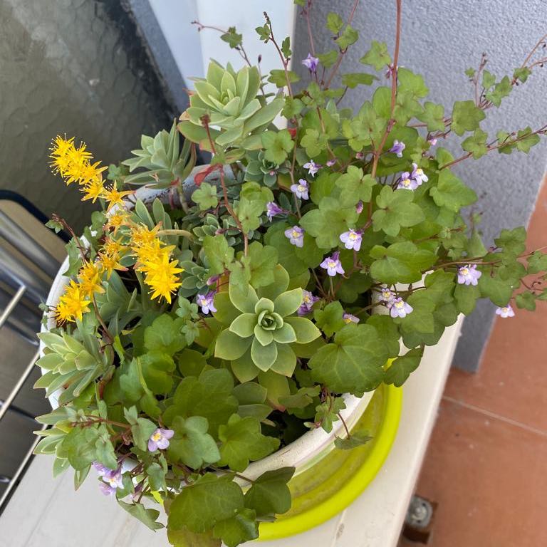Potted Kenilworth Ivy with small purple flowers and green leaves, alongside succulents.