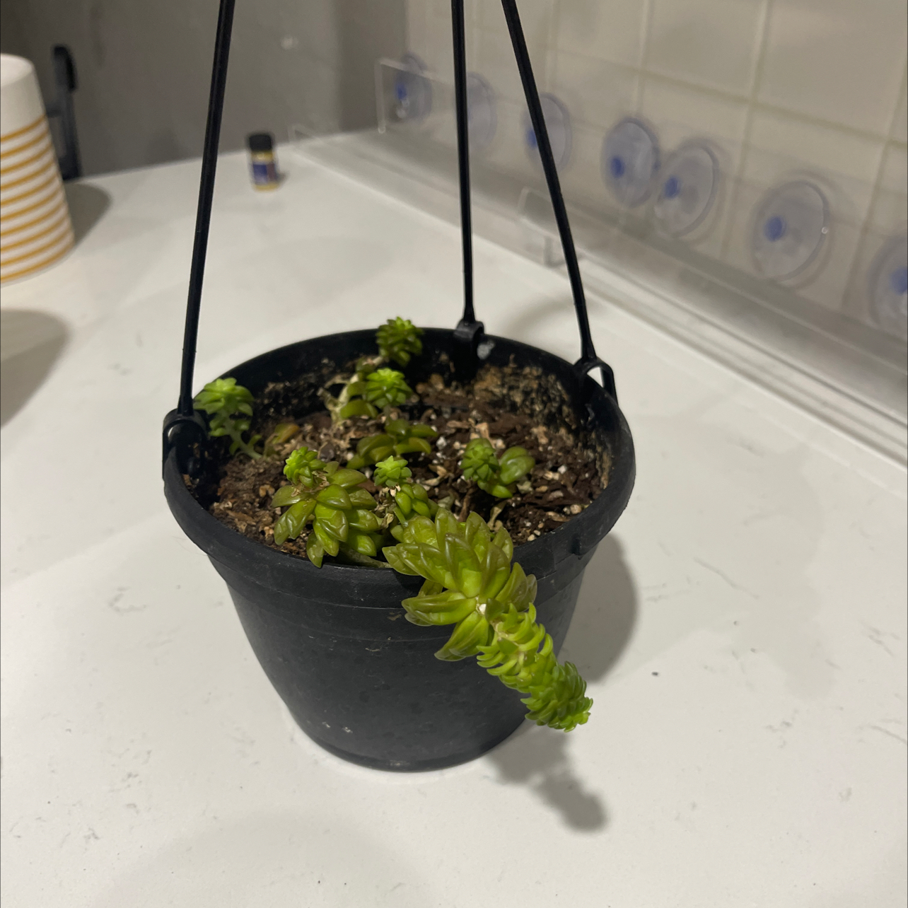 Potted Sedum adolphi 'Shooting Stars' plant in a hanging pot with visible soil.