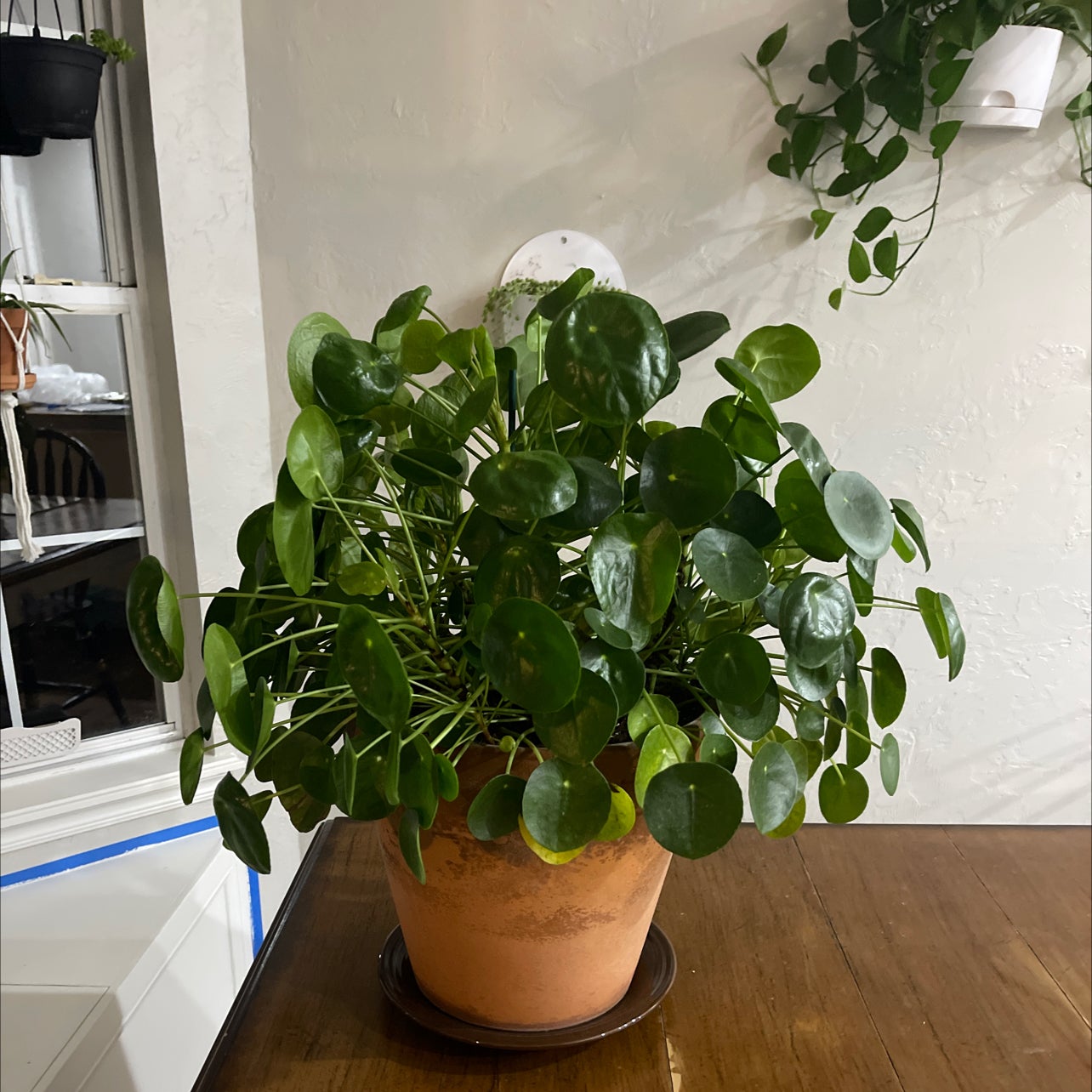 Chinese Money Plant Is Non-Toxic To Cats