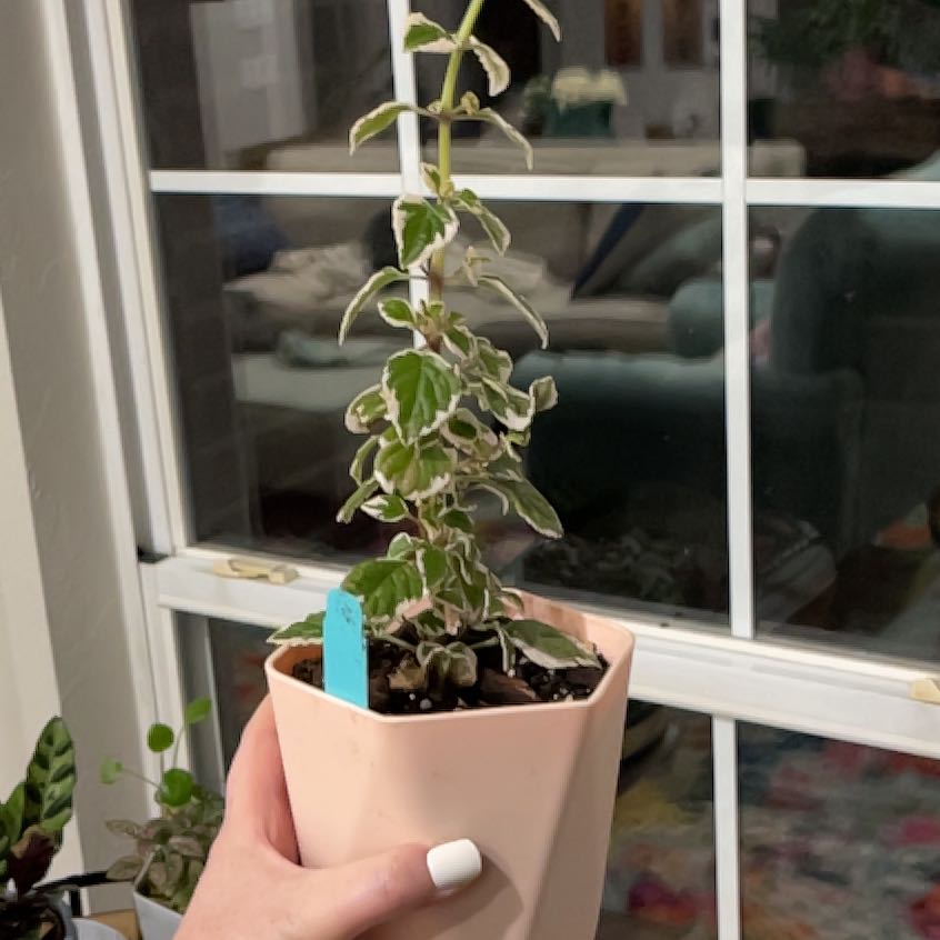 Photo of the plant species Candy Kisses Wild Sage by @GutsyMitrealoe named Luna on Greg, the plant care app