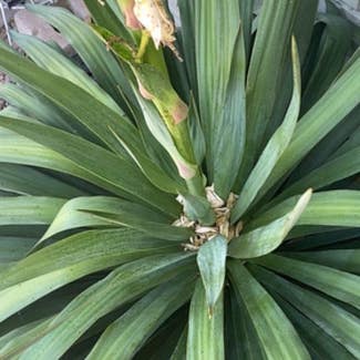 Spanish Dagger plant in Somewhere on Earth