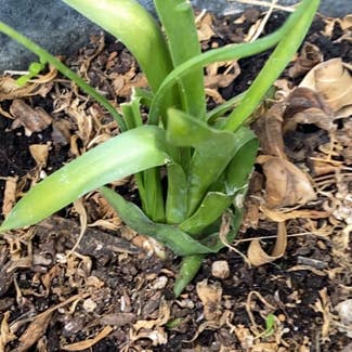 Pregnant Onion plant in Somewhere on Earth