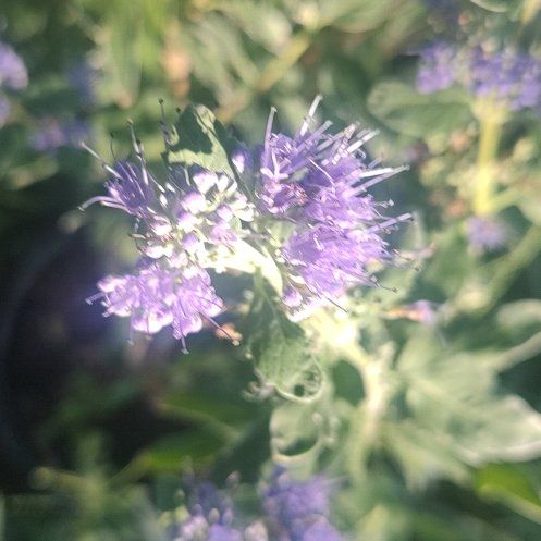 Photo of the plant species Blue Tansy by @GuardianOkra named Zion on Greg, the plant care app
