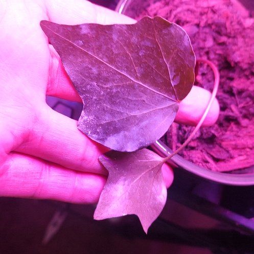 Photo of the plant species Canarian Ivy by @GuardianOkra named Achilles on Greg, the plant care app