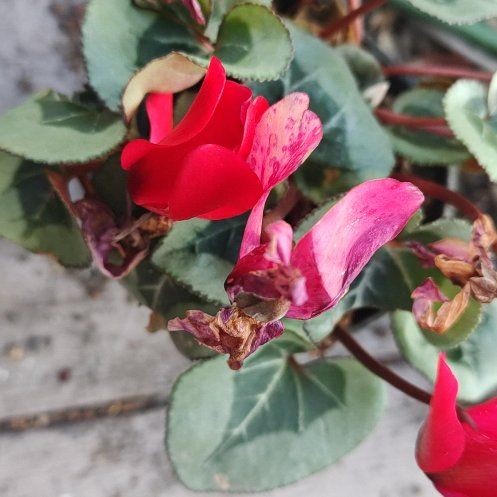 Photo of the plant species Spring Sowbread by @GuardianOkra named Huckleberry Fern on Greg, the plant care app