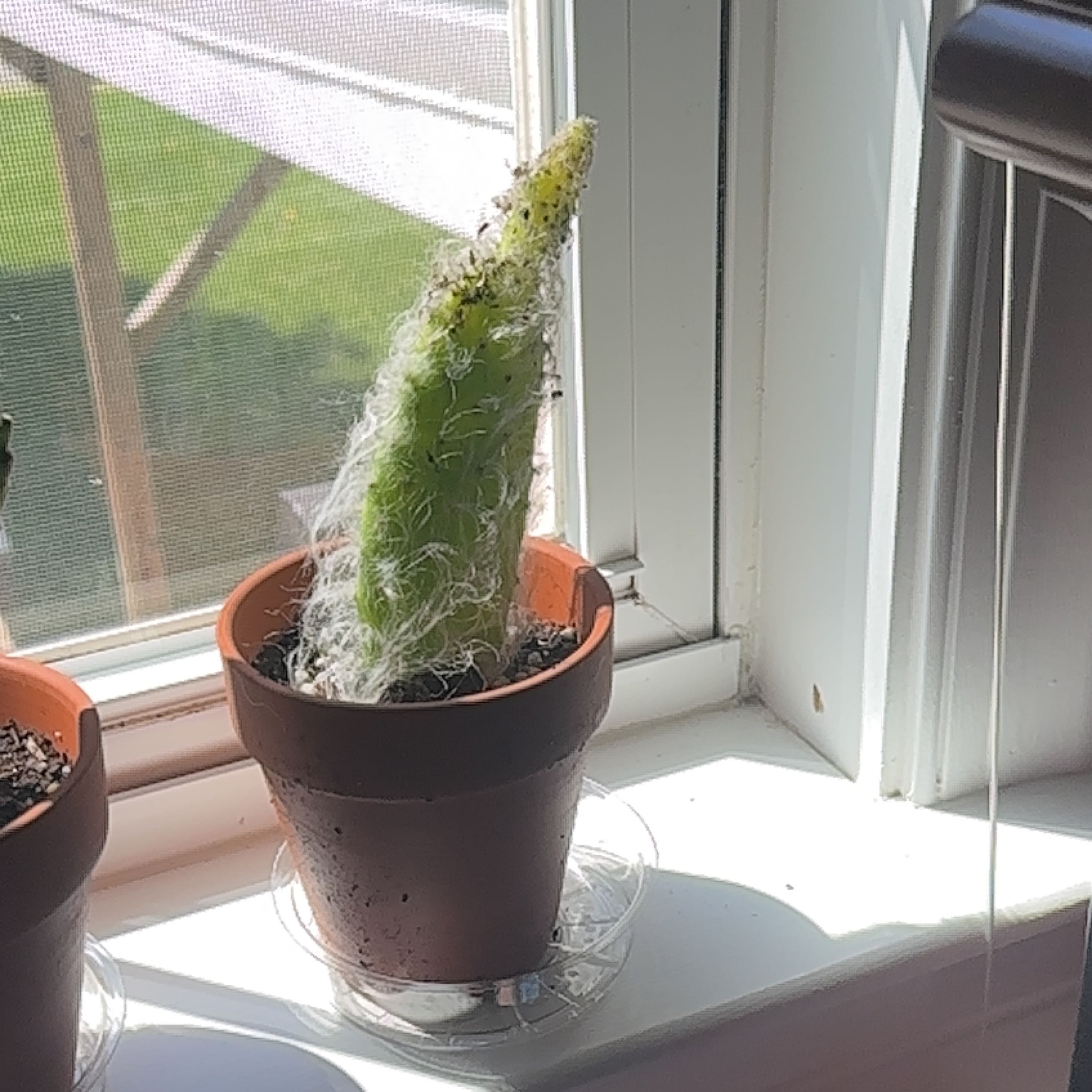 Potted Snow Prickly Pear cactus on a windowsill, in good health.