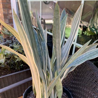 Snake Plant plant in Lubbock, Texas