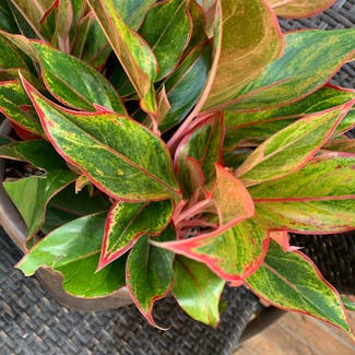 Chinese Evergreen plant in Lubbock, Texas
