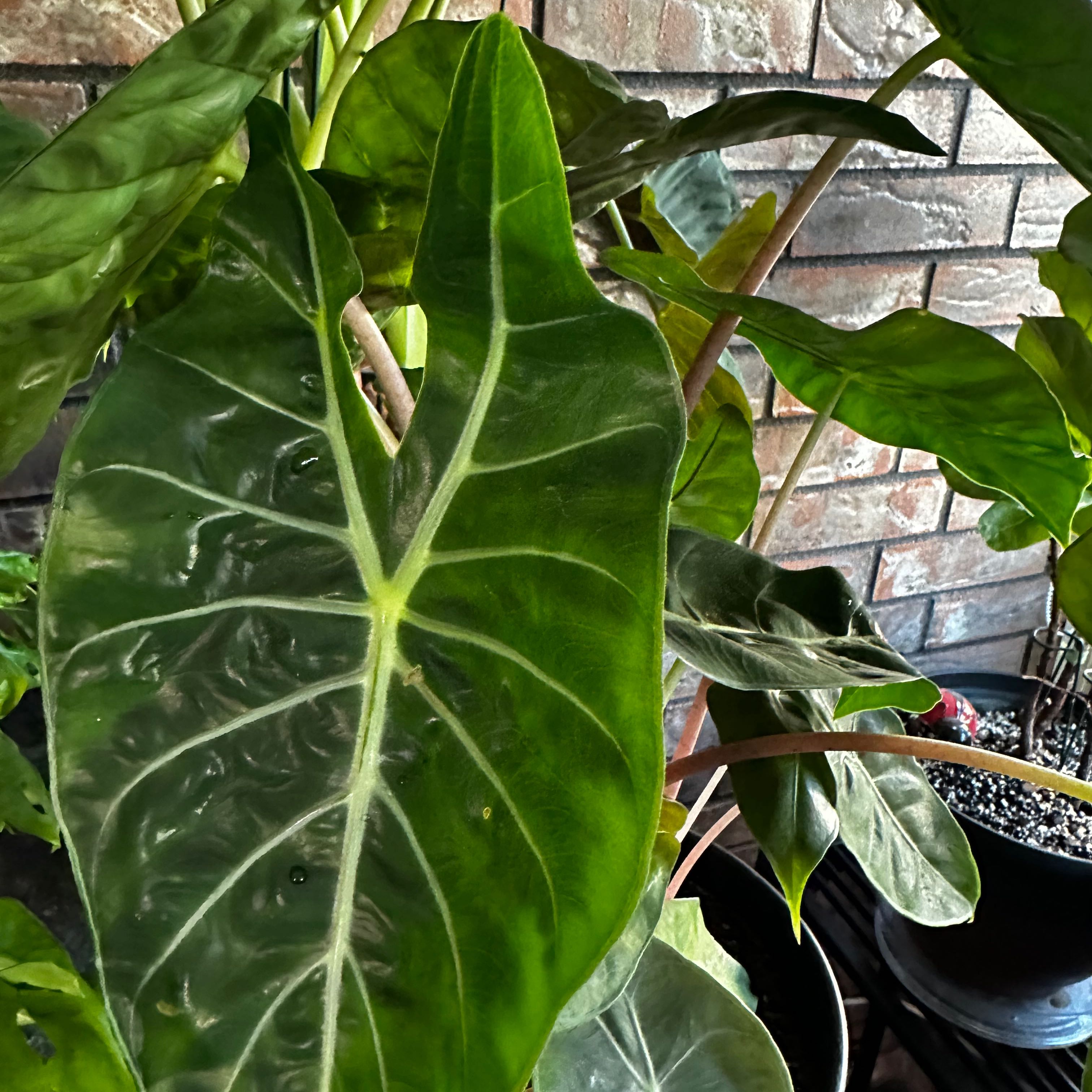 Silver Dragon plant with large, dark green leaves and prominent white veins.