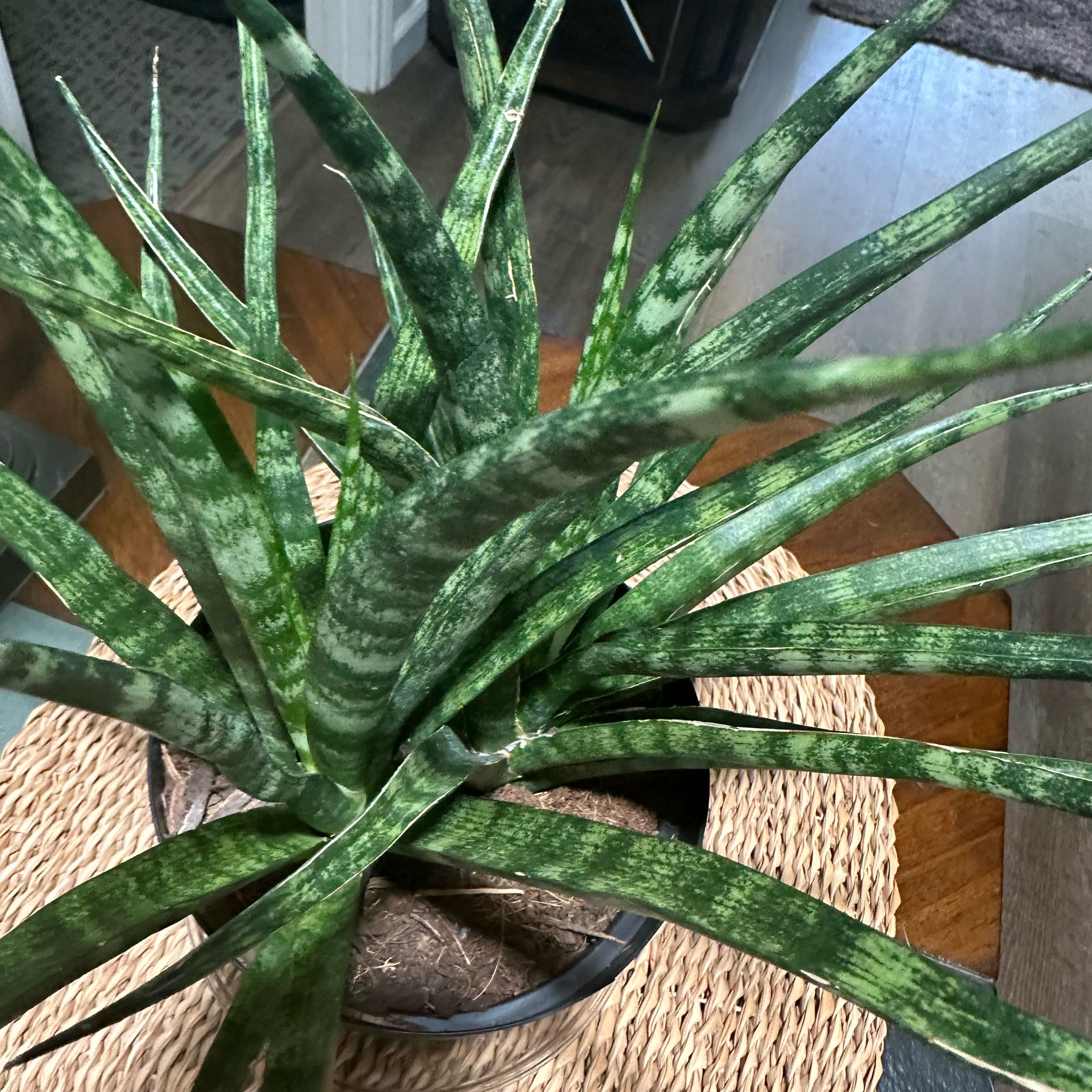 Photo of the plant species Sansevieria bacularis by @JoanieC named Fernwood Mikado Snake plant on Greg, the plant care app