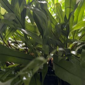 Photo of the plant species Kangaroo Paw by @JoanieC named Kangaroo Fern Large on Greg, the plant care app
