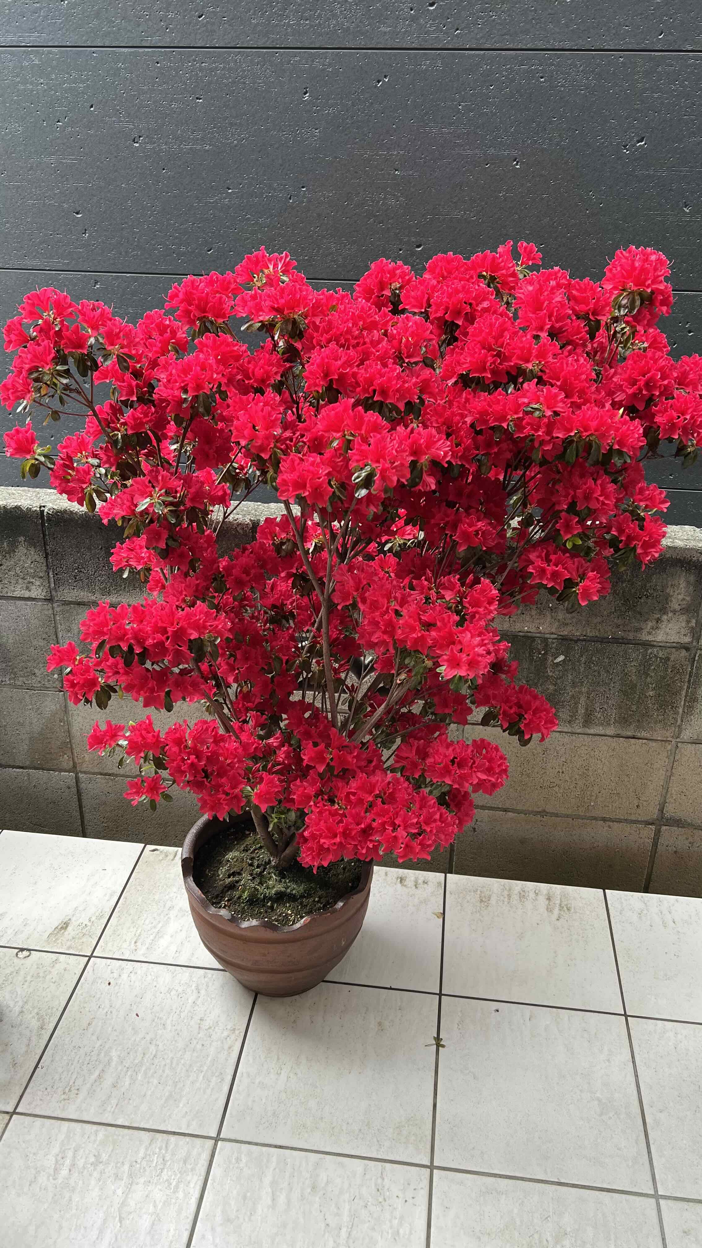 Photo of the plant species Kurume Azalea by @FamedGymealily named Ziggy on Greg, the plant care app