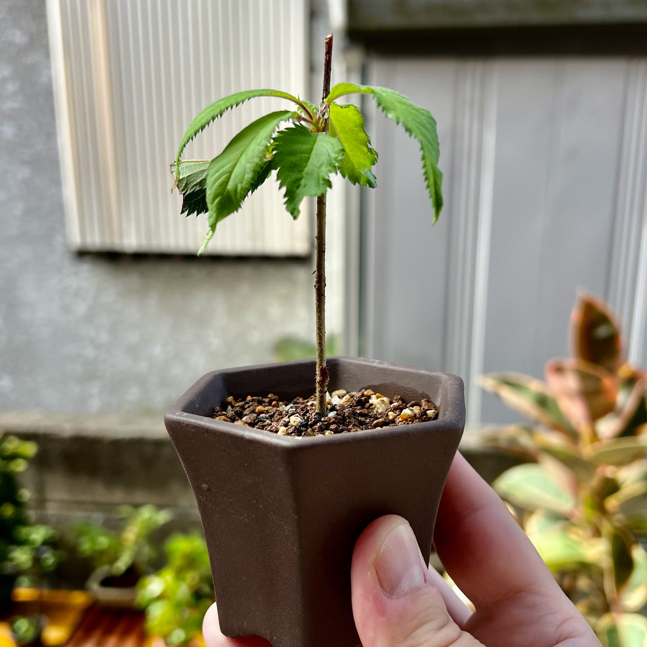 Little Fuji