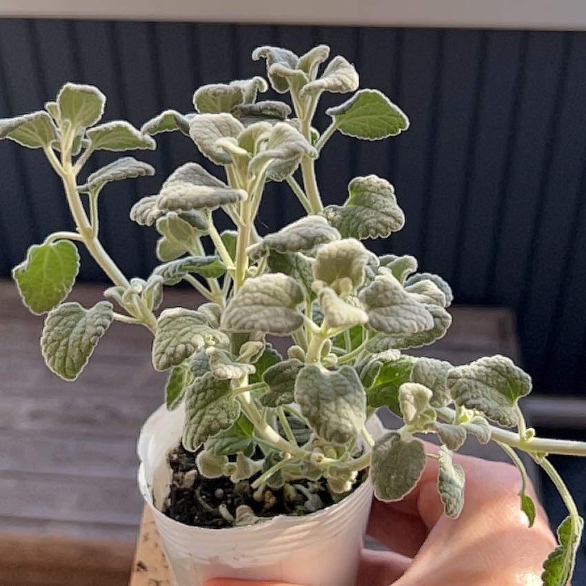 Photo of the plant species Spanish False Dittany by @FamedGymealily named Kitty on Greg, the plant care app
