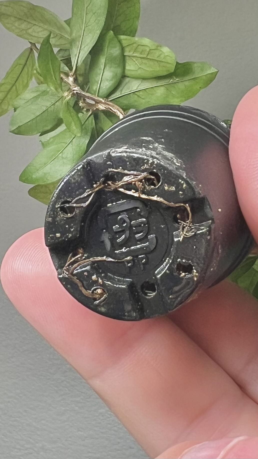 Photo from the post