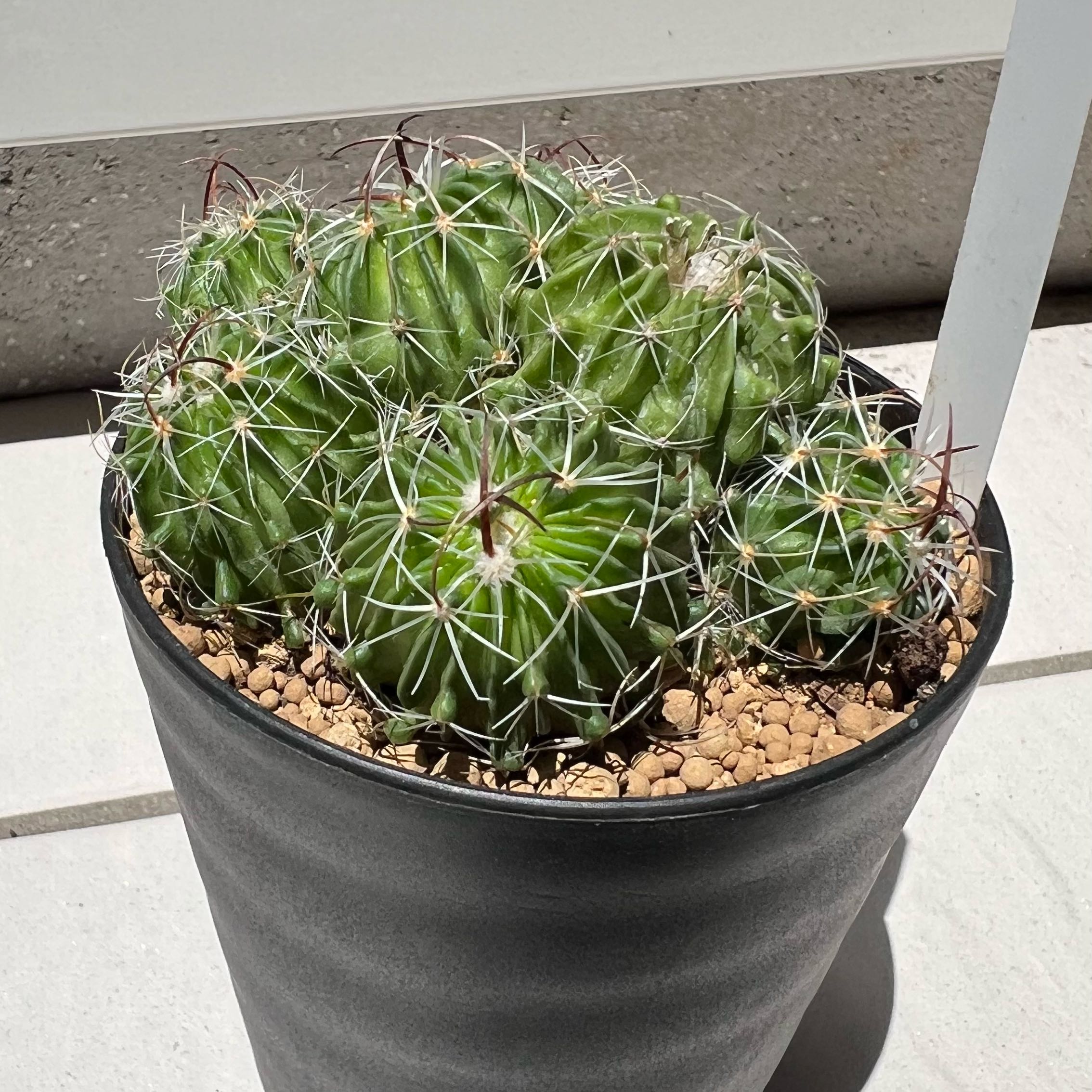 Photo of the plant species Stenocactus crispatus by @FamedGymealily named Chijimi Dama on Greg, the plant care app