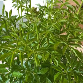 Photo of the plant species Astilbe rivularis by @Ted named Planty on Greg, the plant care app