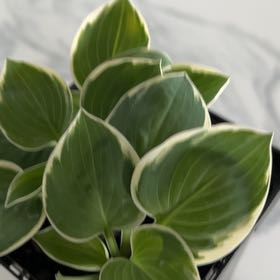 Photo of the plant species Blue Mouse Ear Hosta by @Ted named Denali on Greg, the plant care app