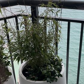 Photo of the plant species Black Bamboo by @Ted named Miley on Greg, the plant care app