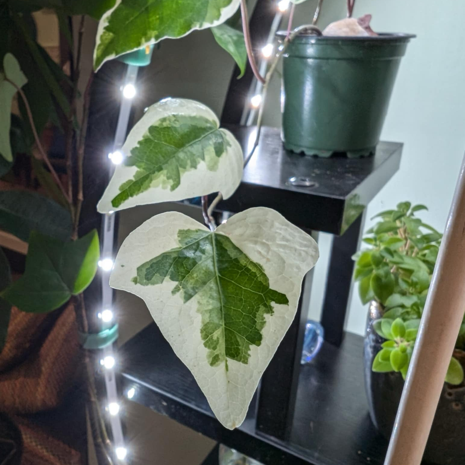 Photo of the plant species Variegated Algerian Ivy by @rebbieirl named Irene on Greg, the plant care app