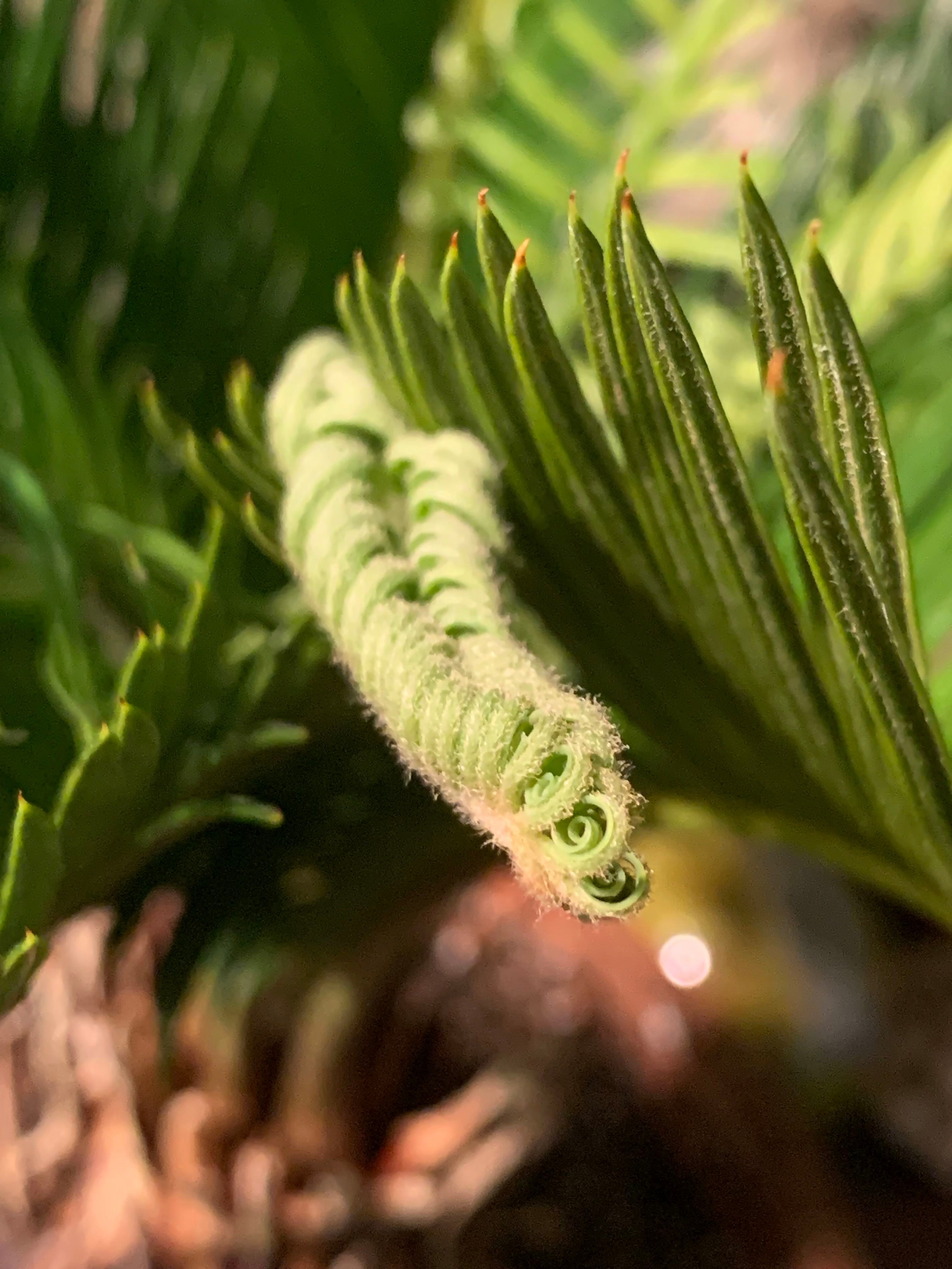 5 Key Winter Strategies for Sago Palm