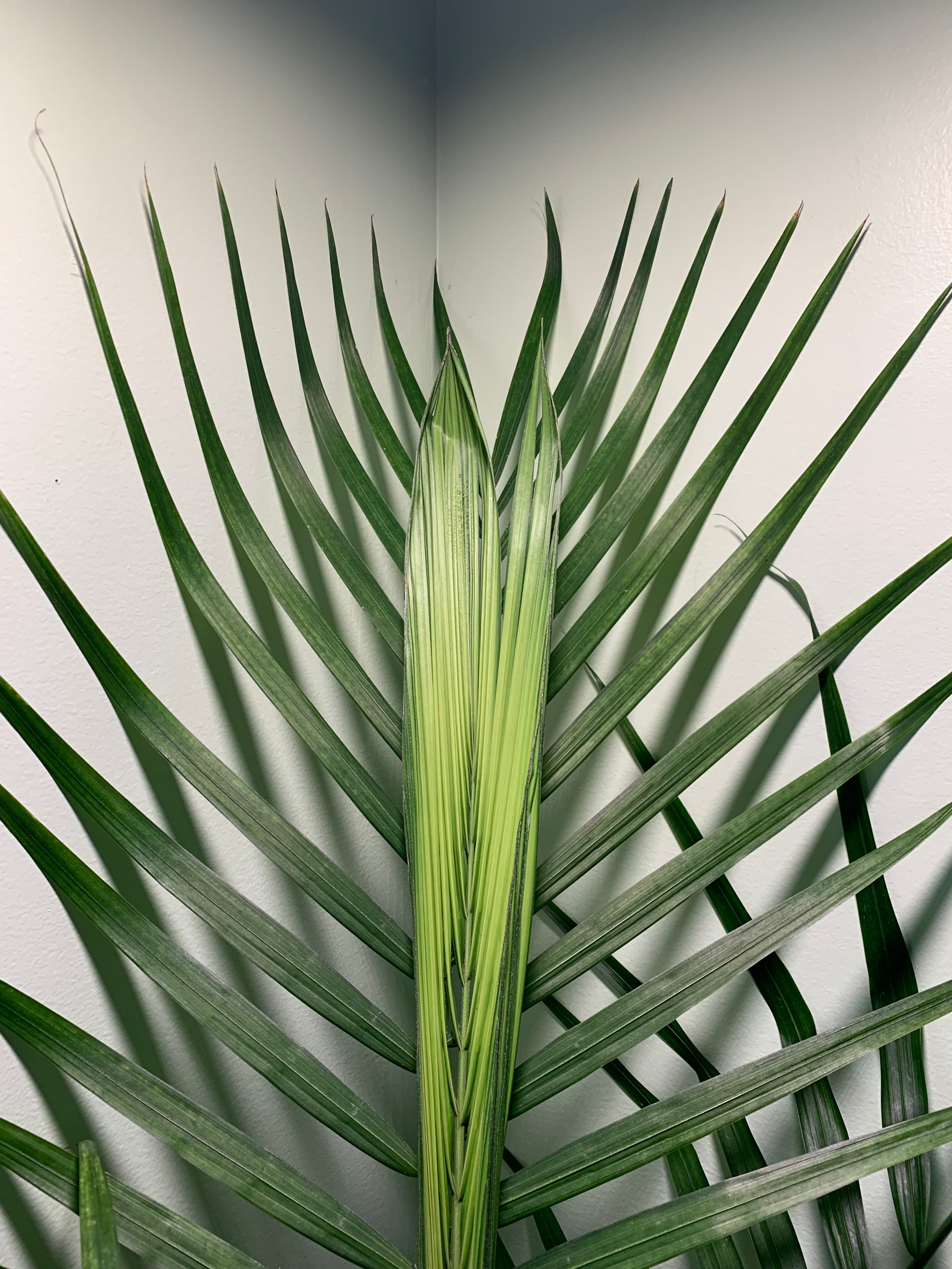 Arrowhead Plant 'Aureavariegata' Hardiness Zones 10a12b