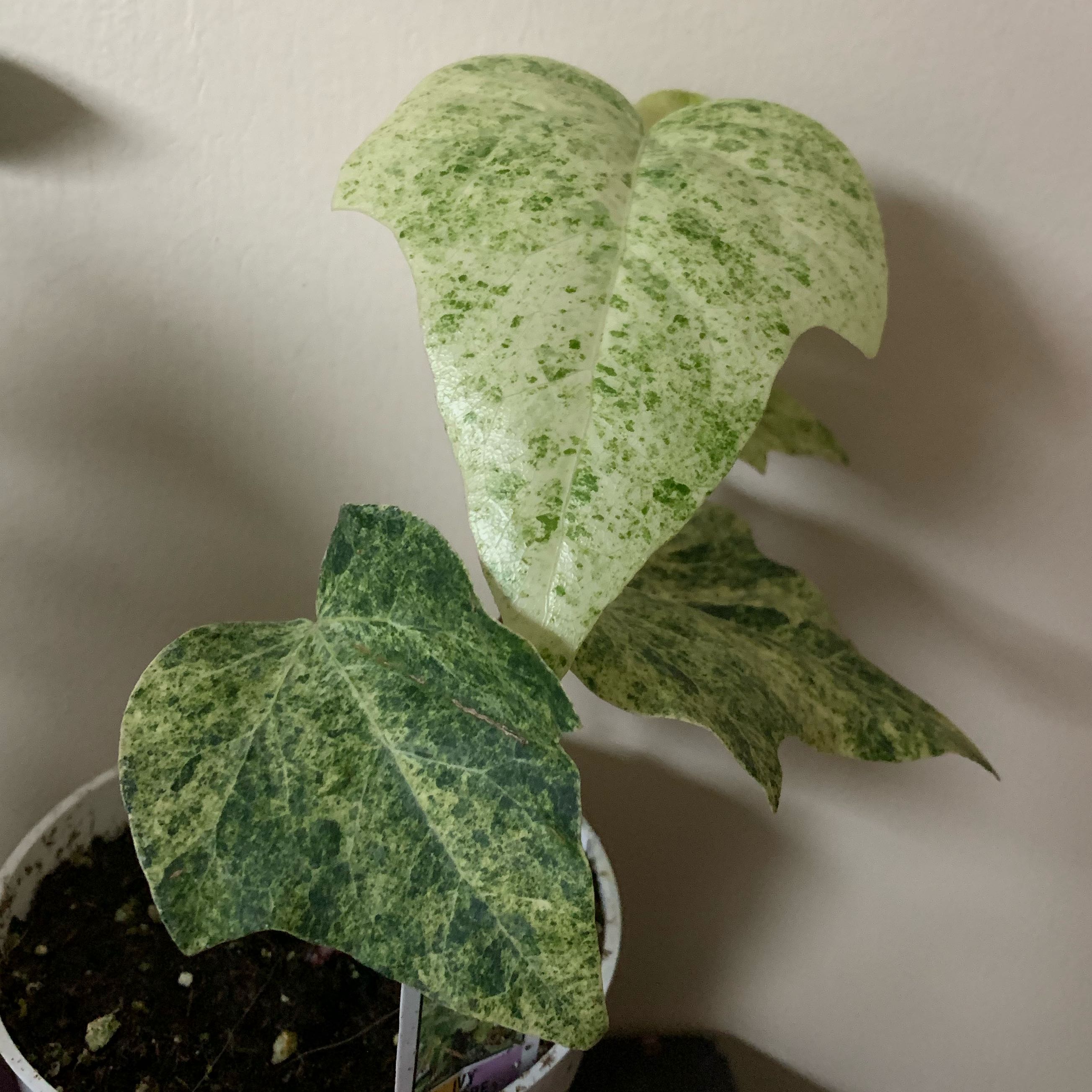 Photo of the plant species Variegated Tropical Blizzard Hedera by @rebbieirl named Isla on Greg, the plant care app