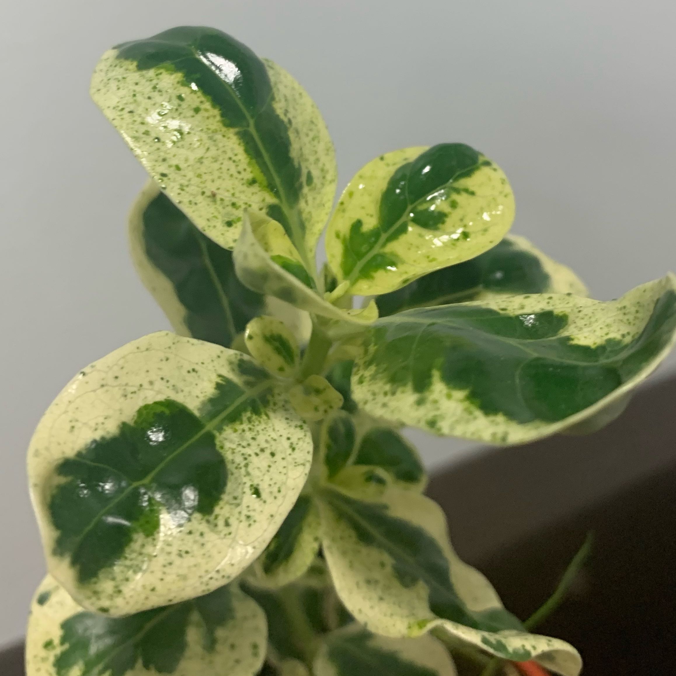 Photo of the plant species Mirror Bush by @rebbieirl named Fernie Saunders on Greg, the plant care app
