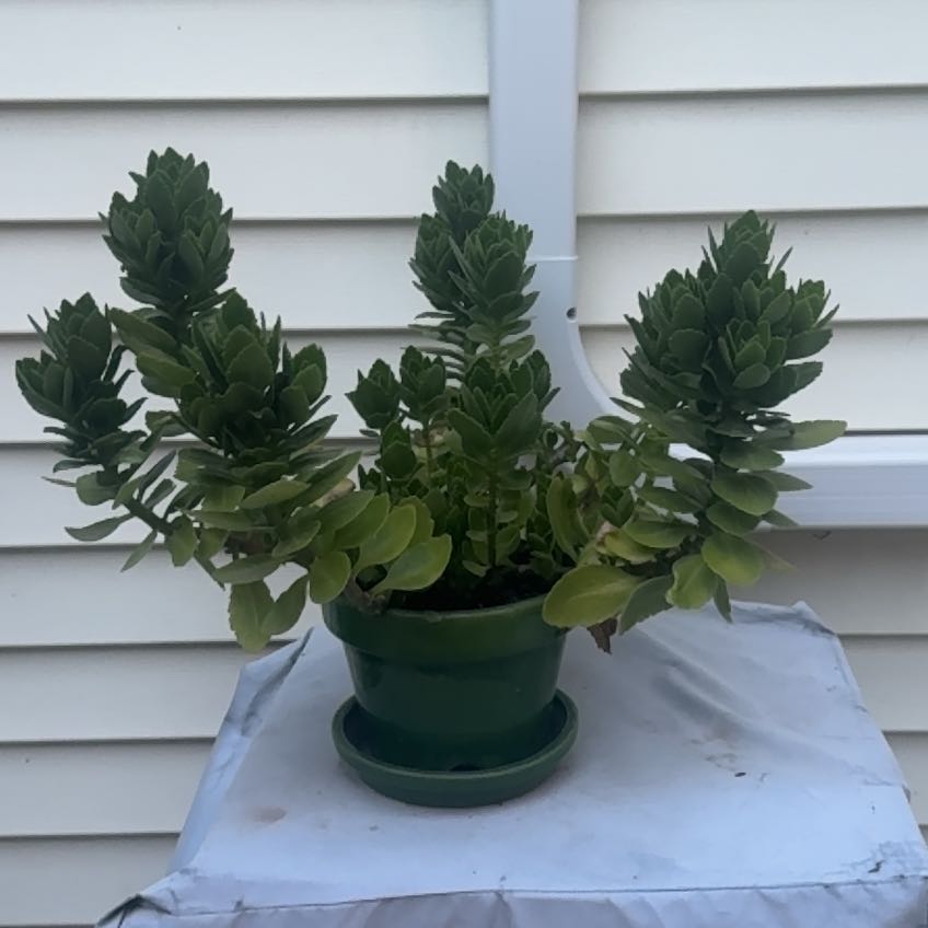 Photo of the plant species Myrtle Spurge by Belle named Sahara on Greg, the plant care app