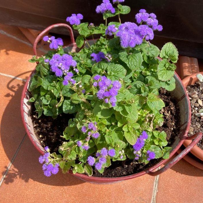 Potted Blue Billygoat Weed with vibrant purple flowers on a tiled surface.