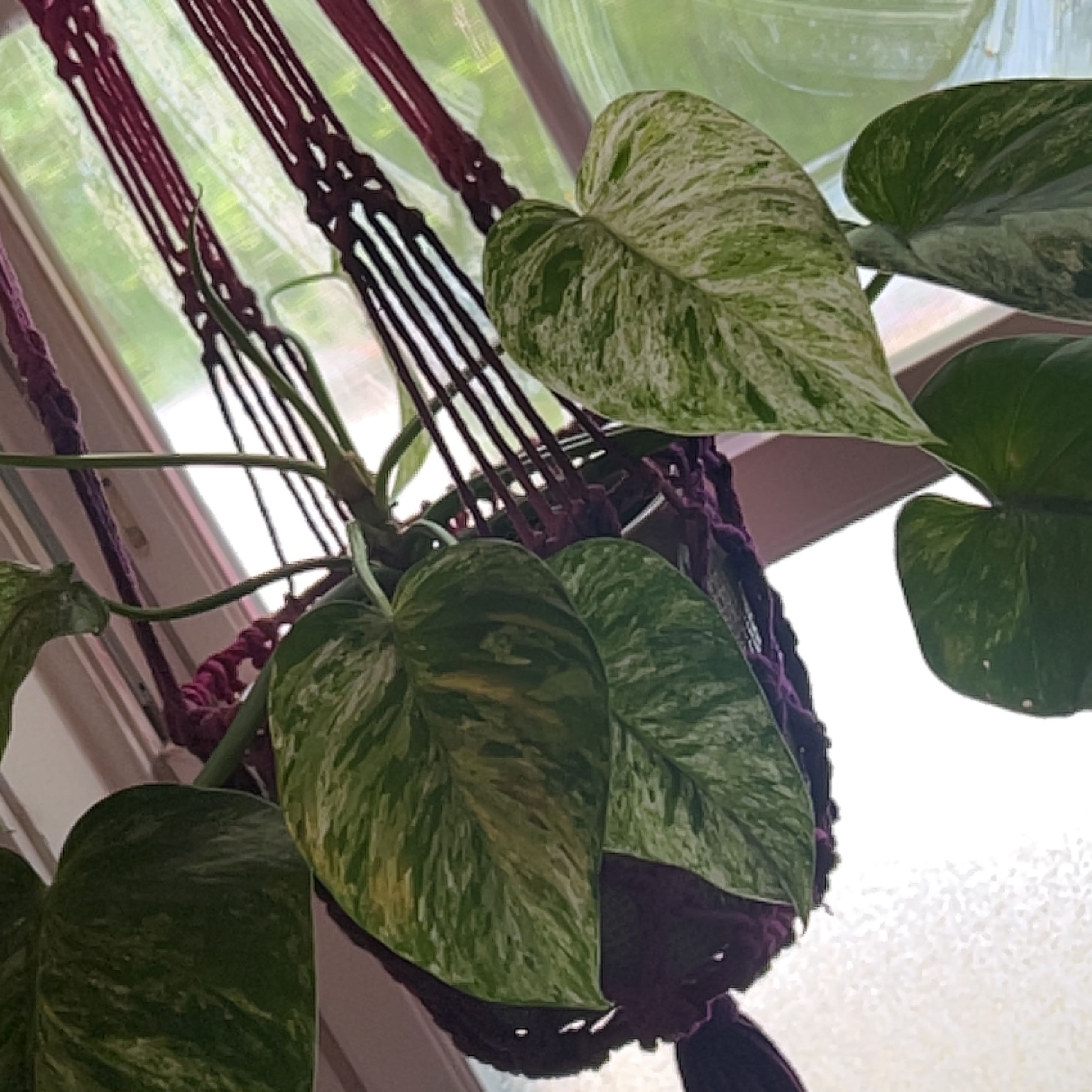 Photo of the plant species blizzard gigantium philodendron by @Pixie named Denali on Greg, the plant care app