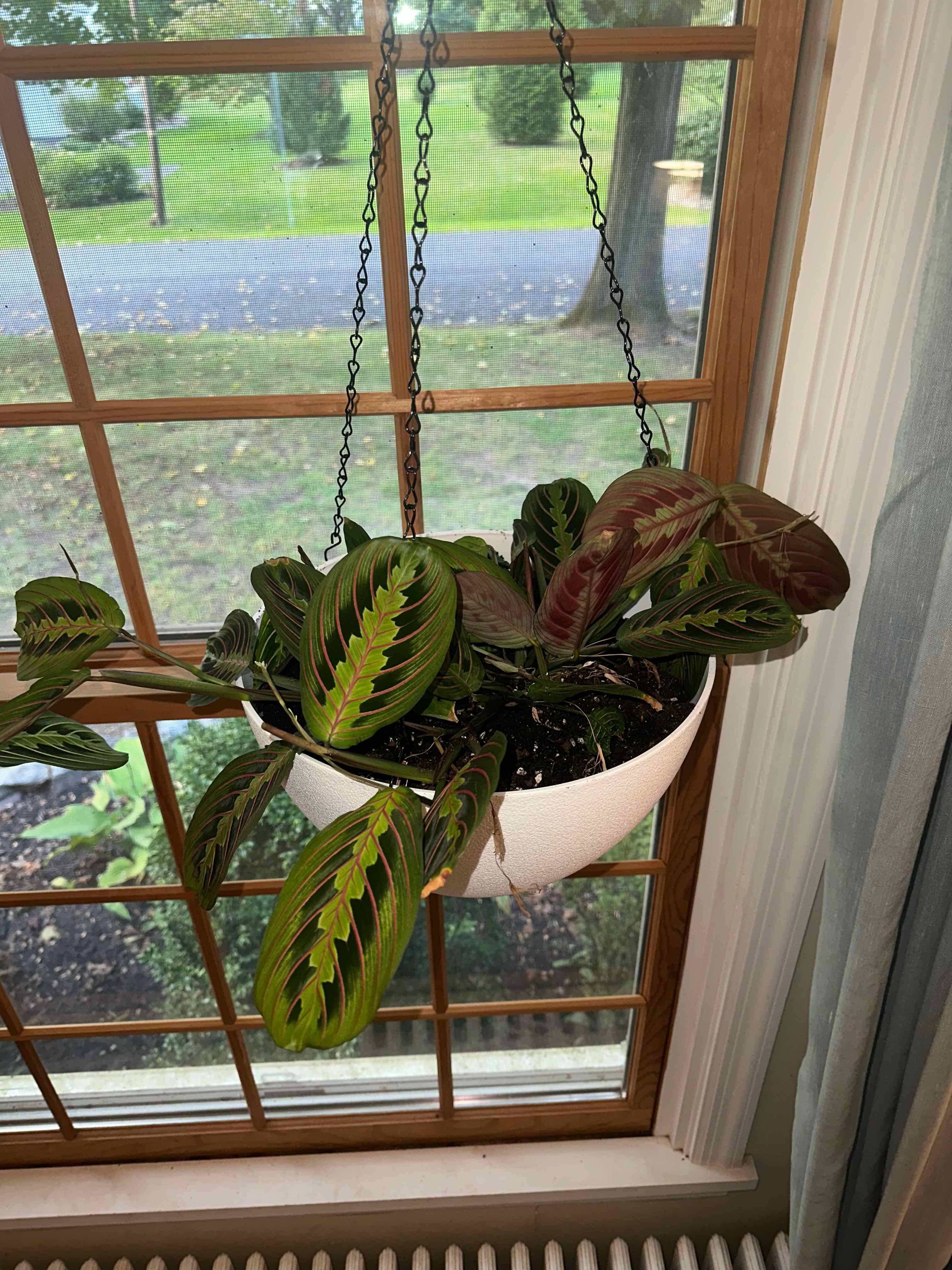 Prayer Plant (Maranta leuconeura) in a hanging pot near a window, showing vibrant green leaves with red veins.