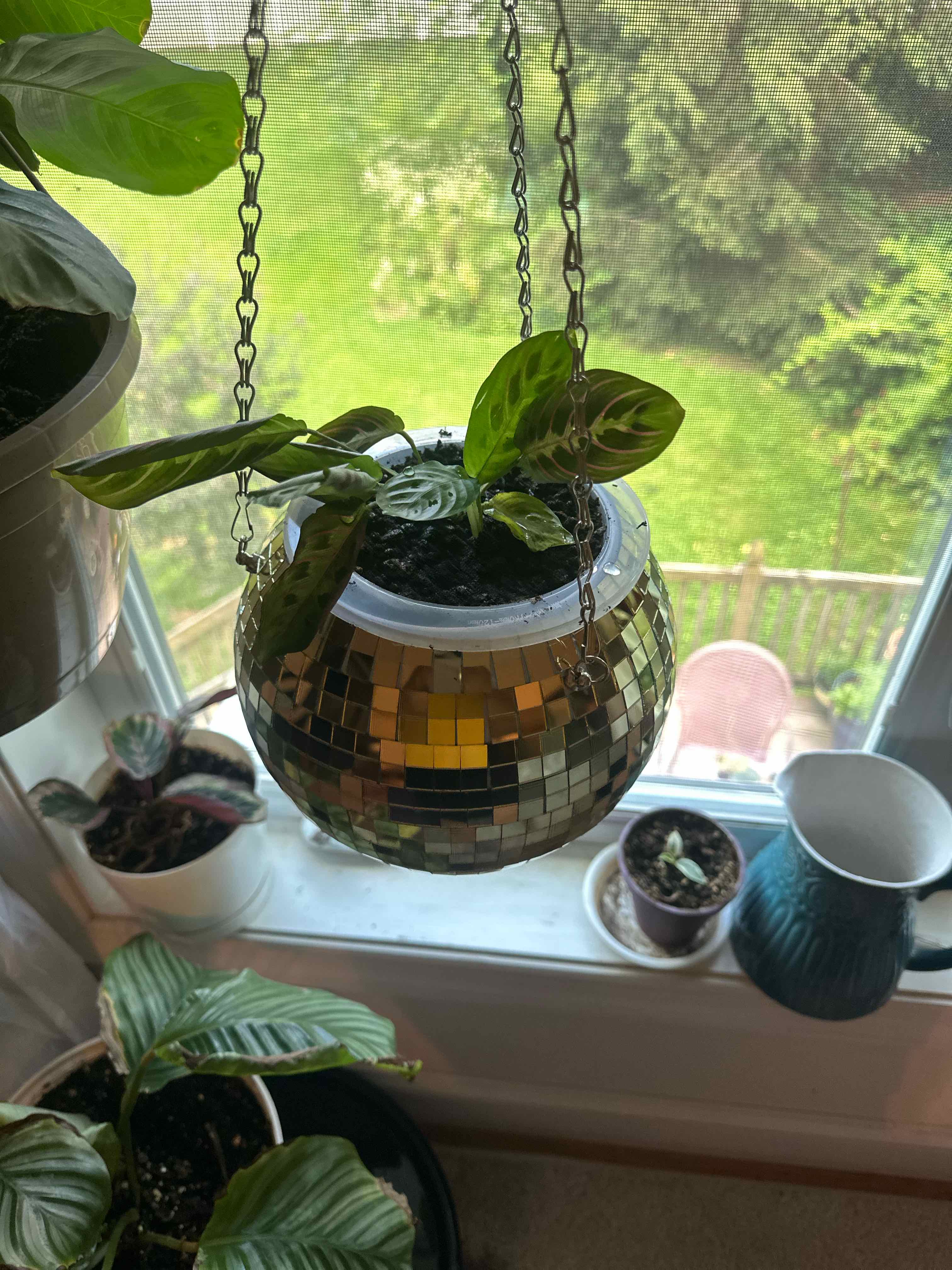 Prayer Plant in a hanging disco ball pot near a window with other plants in the background.