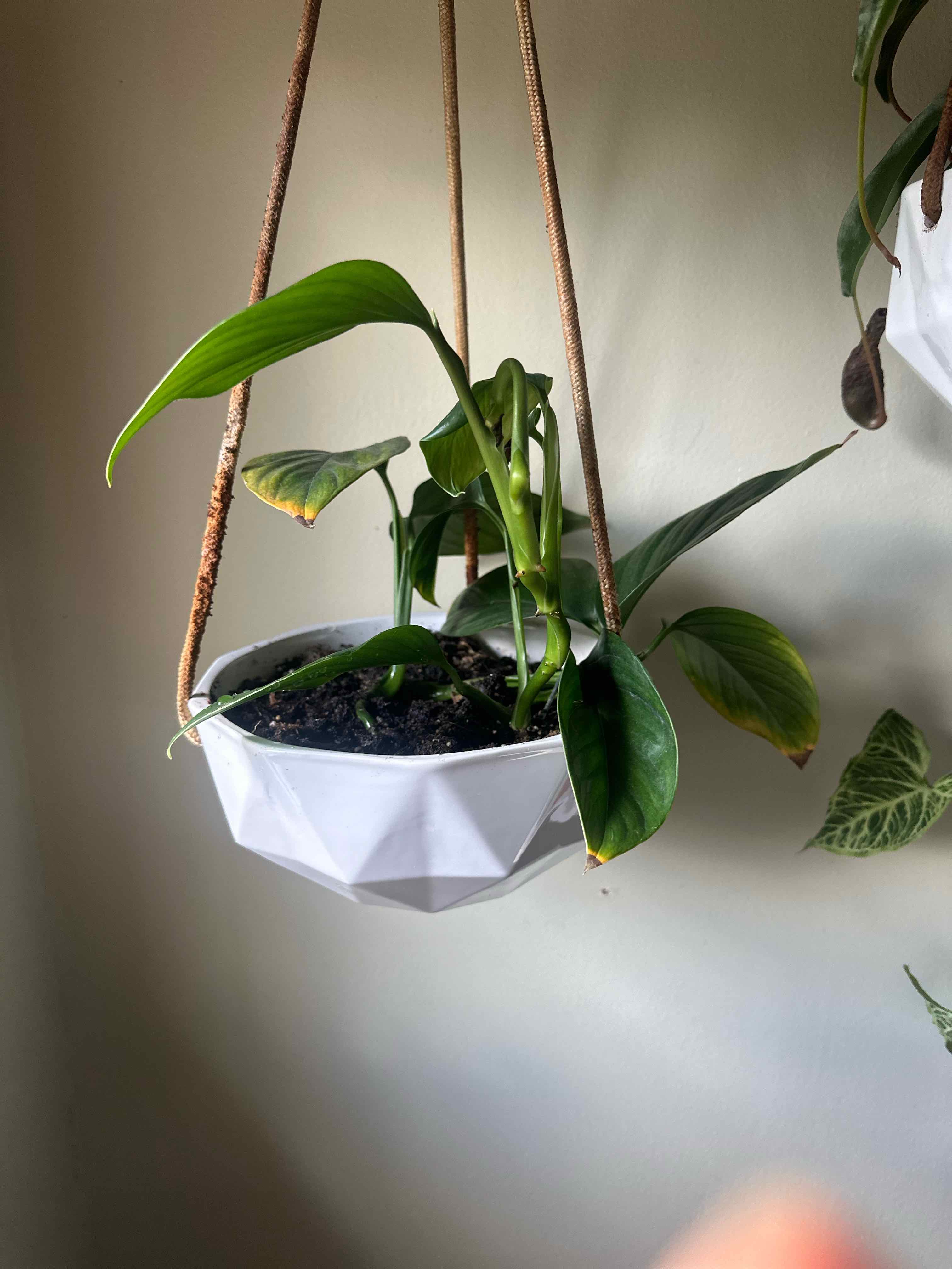 Photo of the plant species aureopinnata by @Dogsxplants named Forrest on Greg, the plant care app