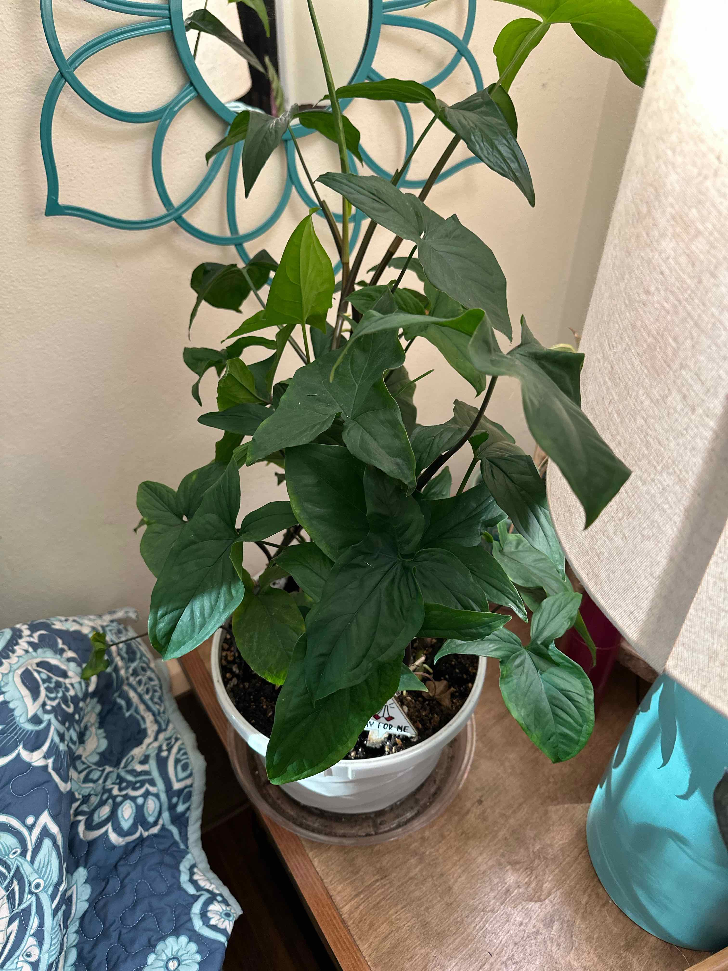 Photo of the plant species Syngonium 'Trileaf Wonder' by @Dogsxplants named Queen Esther on Greg, the plant care app