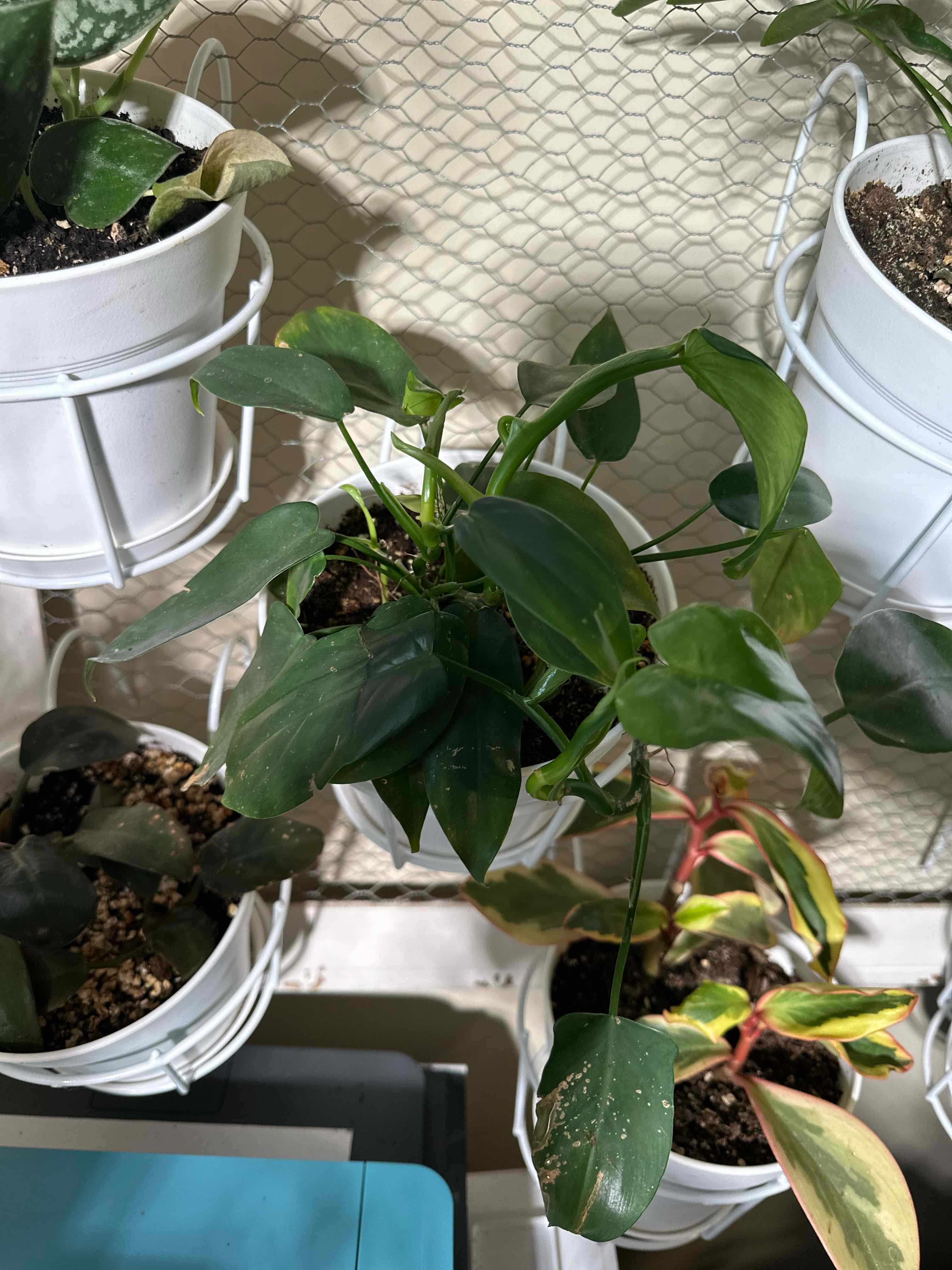 Philodendron panduriforme plant in a white pot with green leaves, well-framed and healthy.