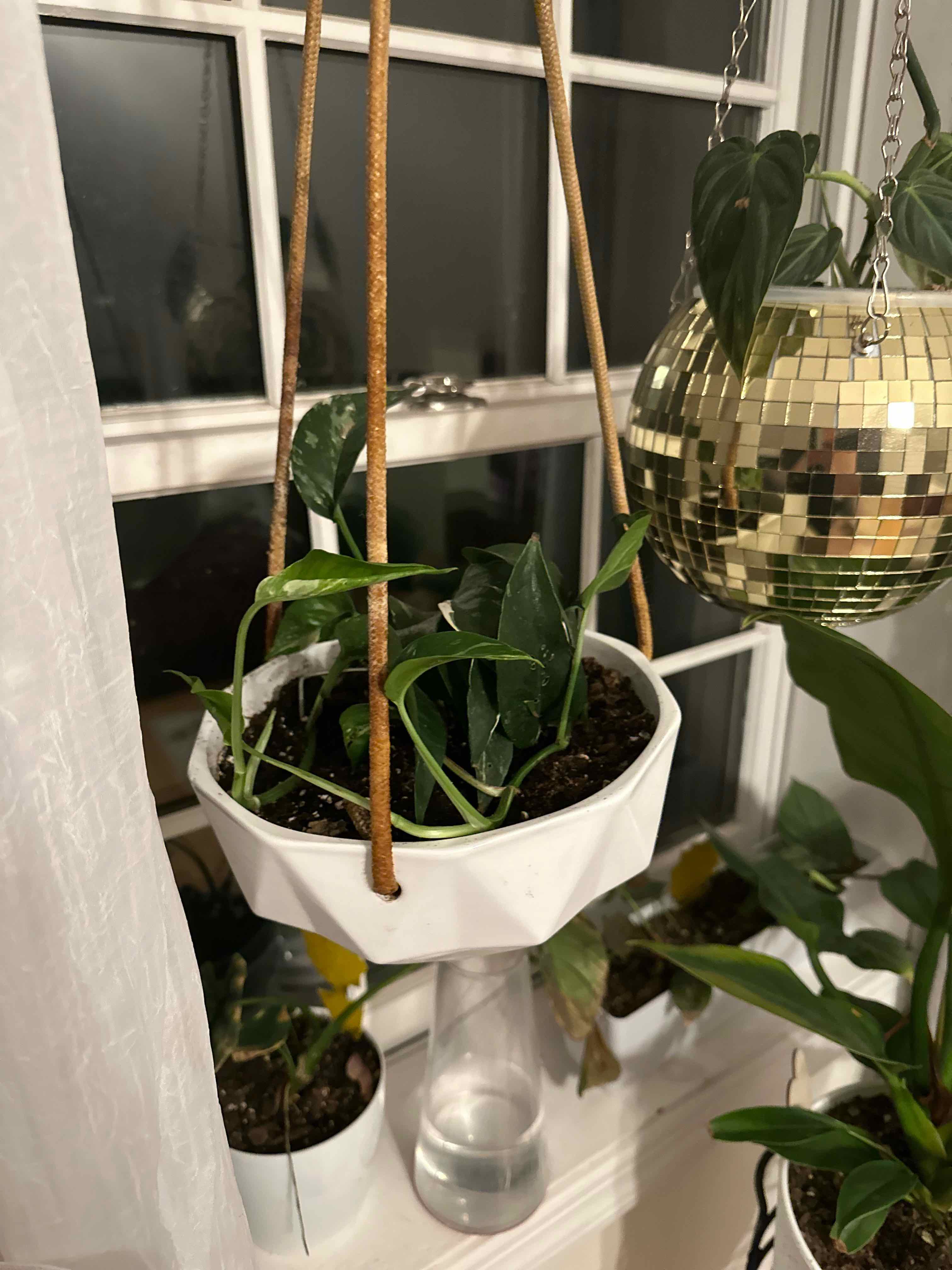 Variegated Epipremnum pinnatum plant in a hanging pot, healthy with visible soil.
