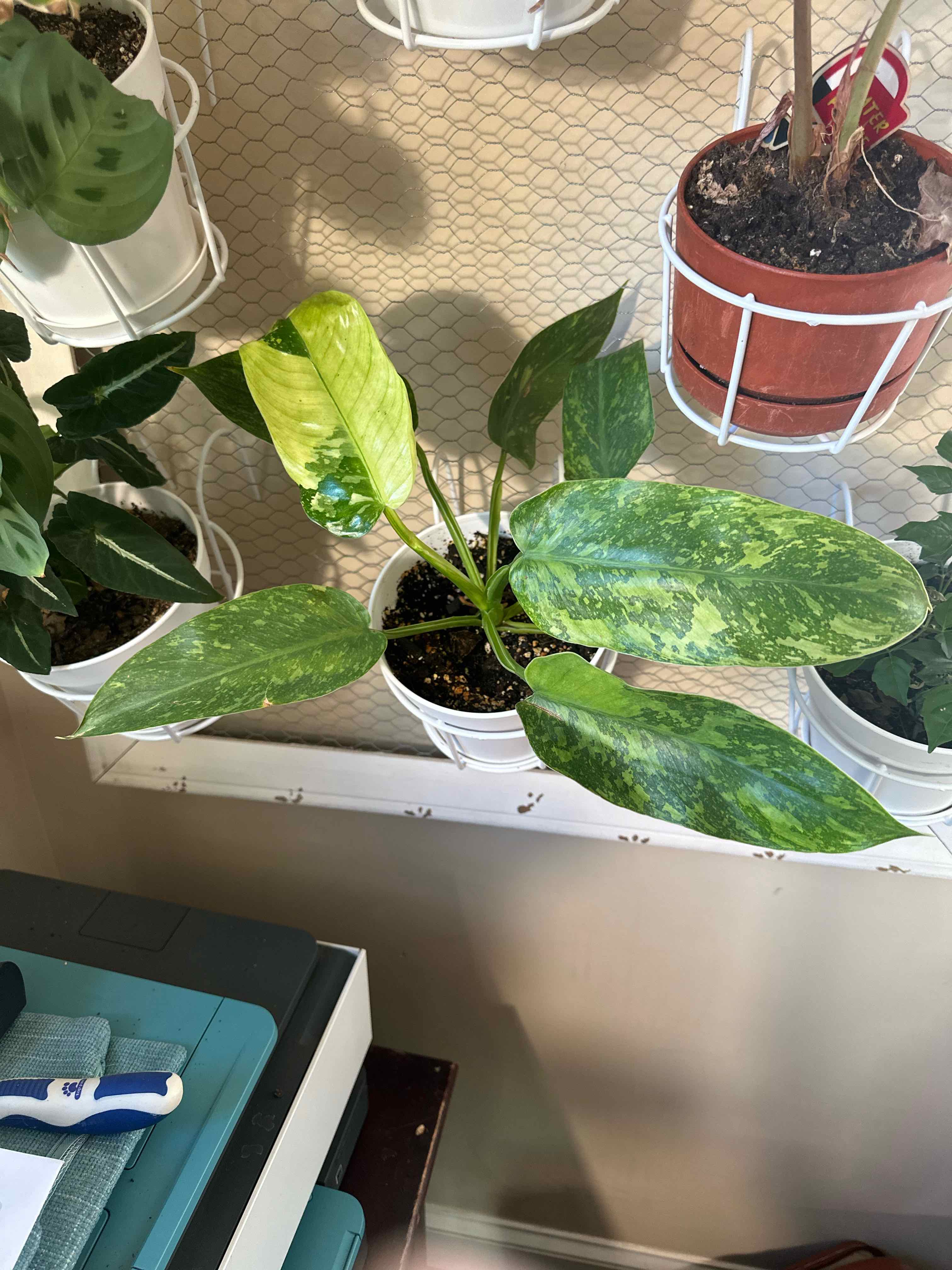 Philodendron 'Jose Buono' plant in a white pot with variegated green and yellow leaves.