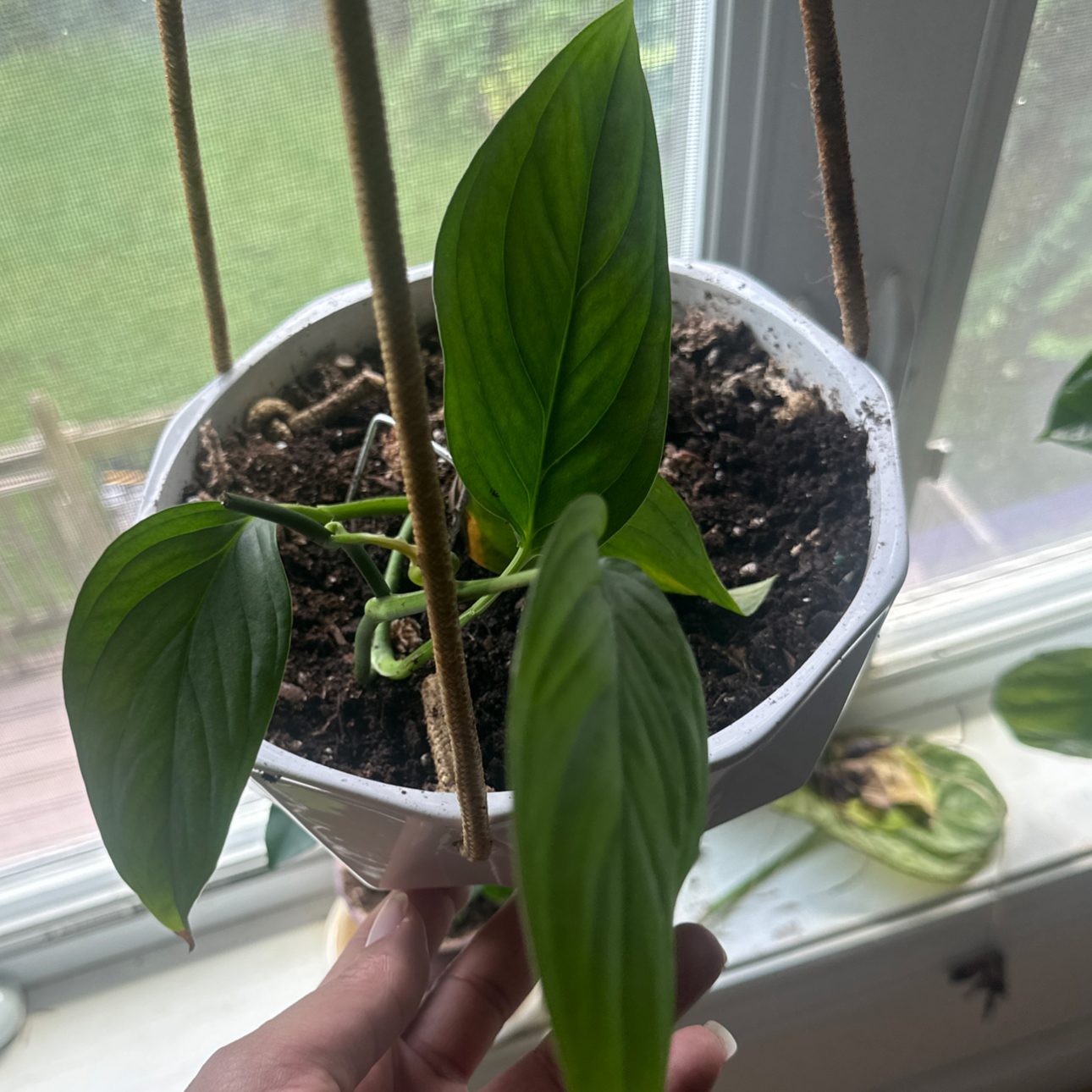 Monstera lechleriana plant in a hanging pot near a window, with healthy green leaves.