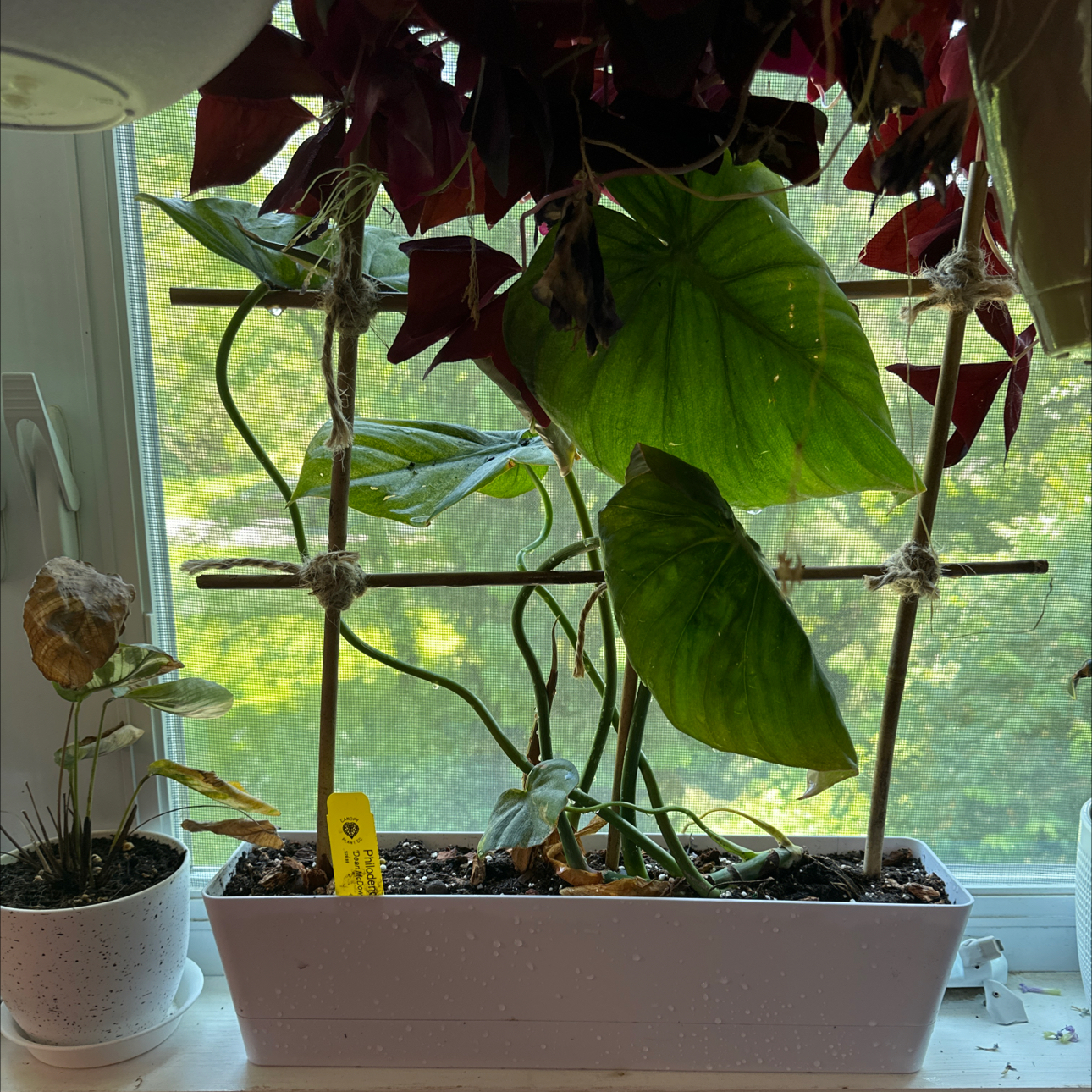 Philodendron 'McDowell' plant in a pot with trellis, near a window. Some leaves show discoloration.