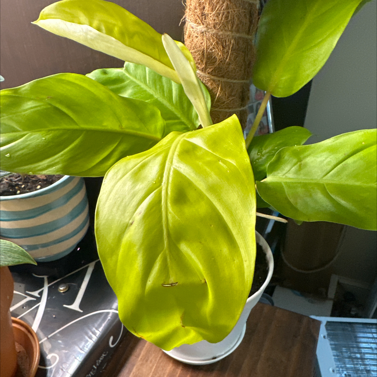 Philodendron 'Malay Gold' plant with vibrant green leaves in a white pot.