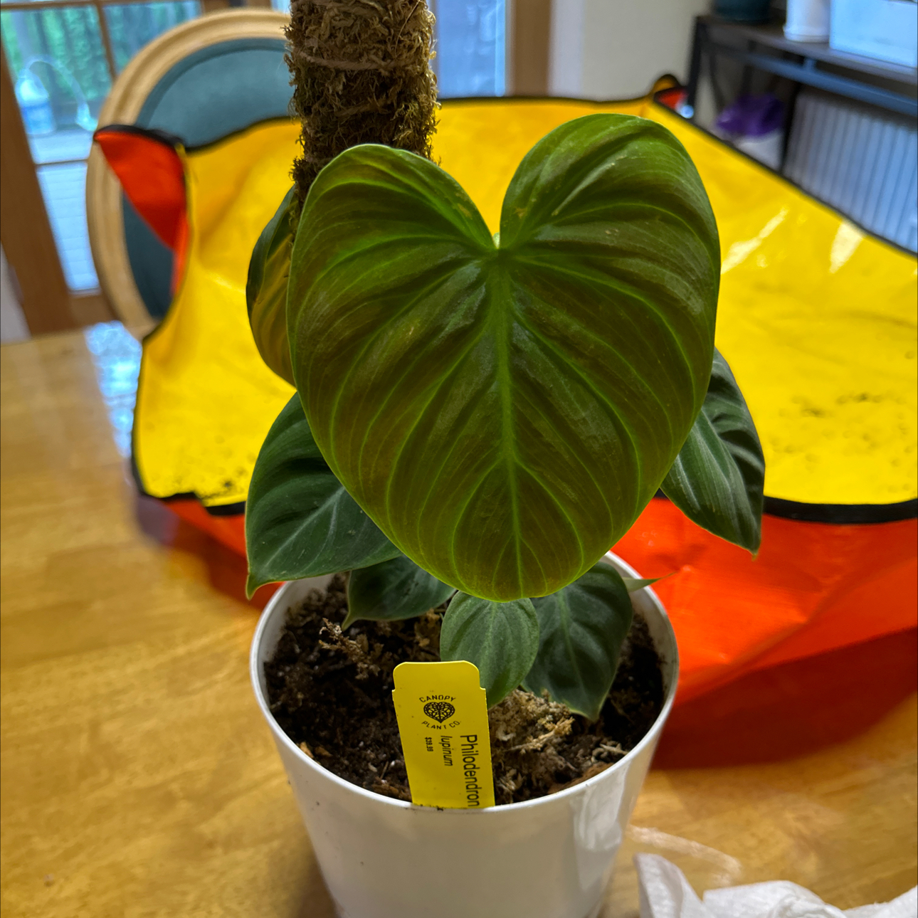 Philodendron El Choco Red plant in a white pot with vibrant green leaves.