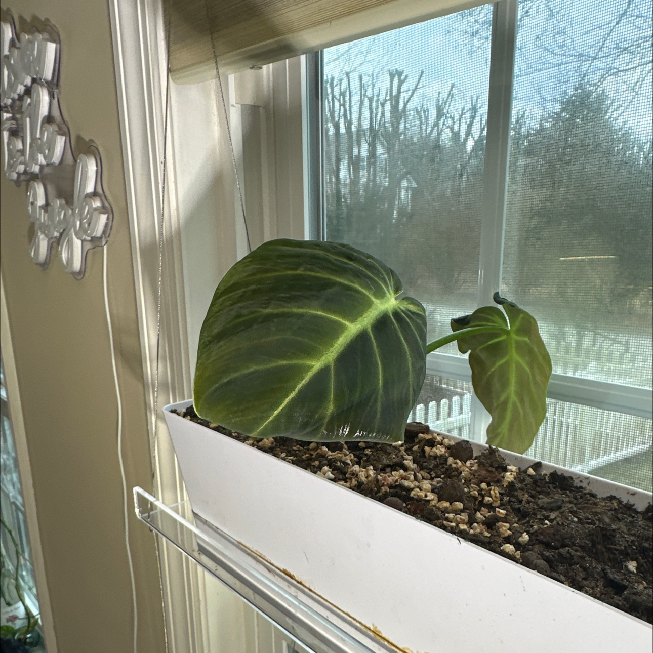 Photo of the plant species Philodendron luxurians by @Dogsxplants named Lux on Greg, the plant care app